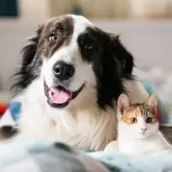 veterinary-clinics-brampton