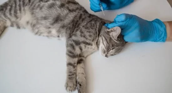 veterinary digital dental radiography Halton hills