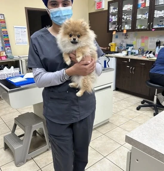 veterinary digital radiography Halton hills