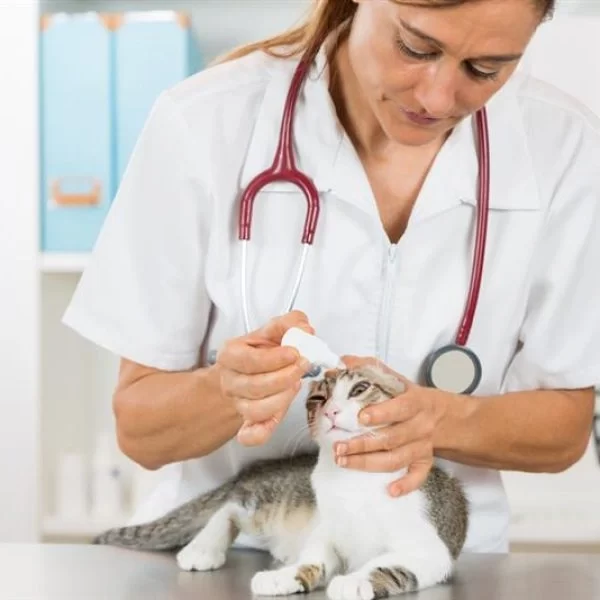 veterinary ophthalmology Mississauga