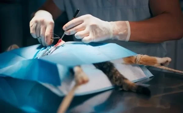 veterinary surgery Halton hills