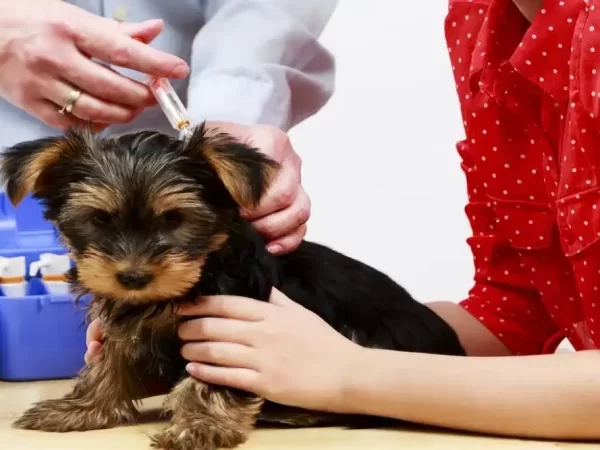veterinary ultrasonography Caledon