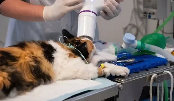 veterinary ultrasonography Caledon