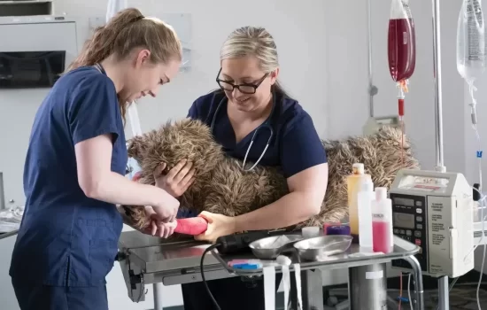 Vets in Mississauga